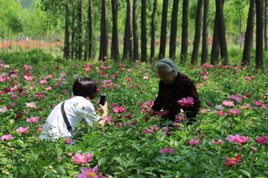 菏澤市東明黃河森林公園游客觀賞牡丹、芍藥。圖片來(lái)源：菏澤市攝影家協(xié)會(huì)